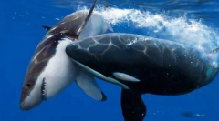 Aki erősebb, mint a cápa vagy a kobat?